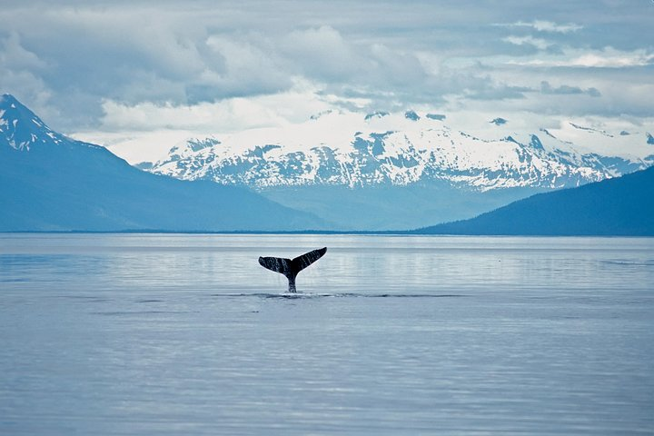 Whale saying goodbye on a deep dive